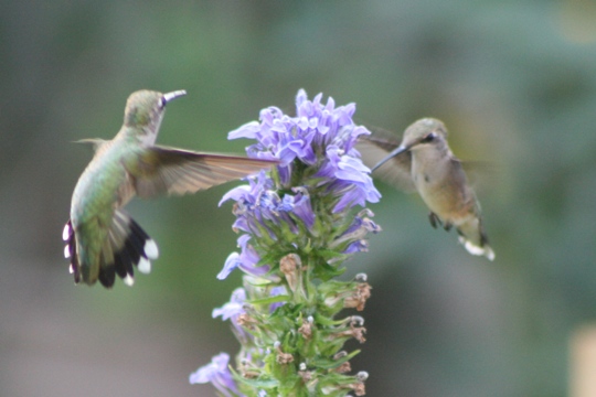 Hummingbirds feeding at Blue Lobelia